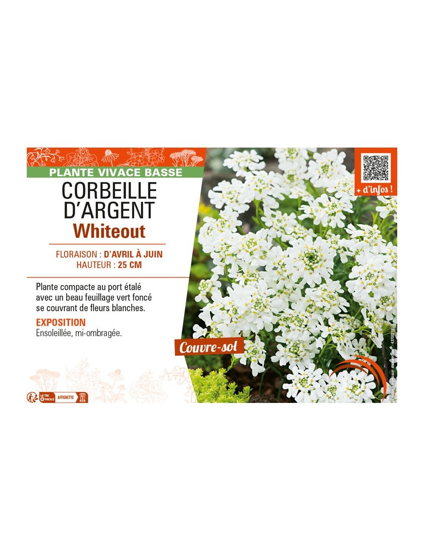 IBERIS voir CORBEILLE D’ARGENT WHITEOUT