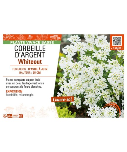 IBERIS voir CORBEILLE D’ARGENT WHITEOUT