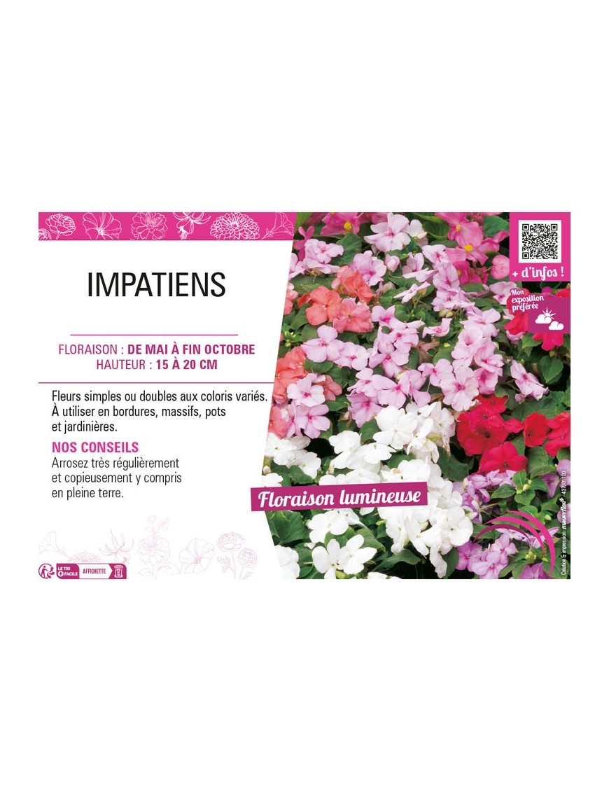 IMPATIENS (varié)