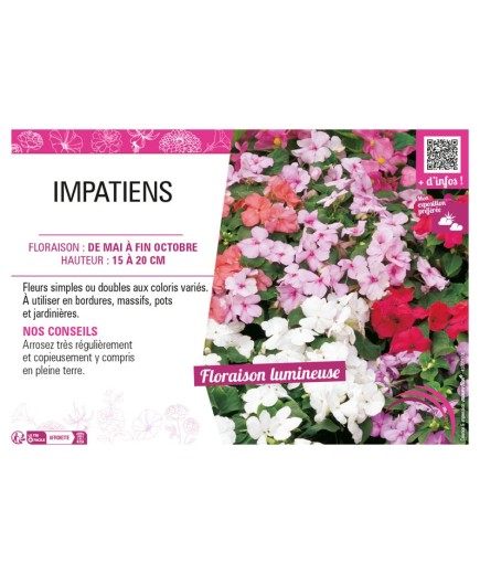 IMPATIENS (varié)