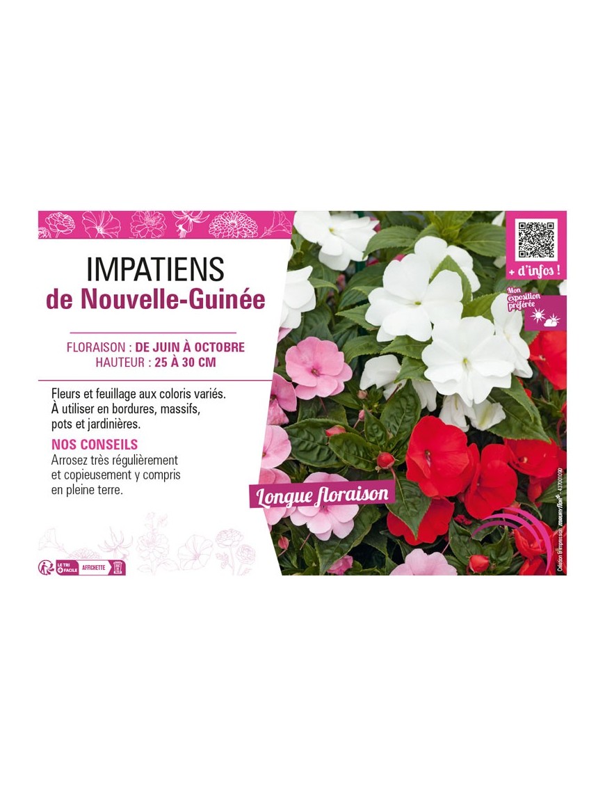 IMPATIENS DE NOUVELLE-GUINÉE