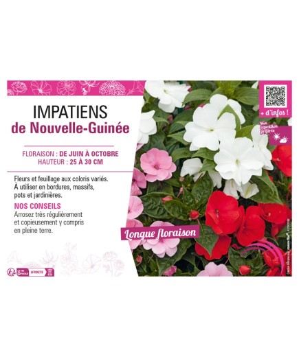 IMPATIENS DE NOUVELLE-GUINÉE