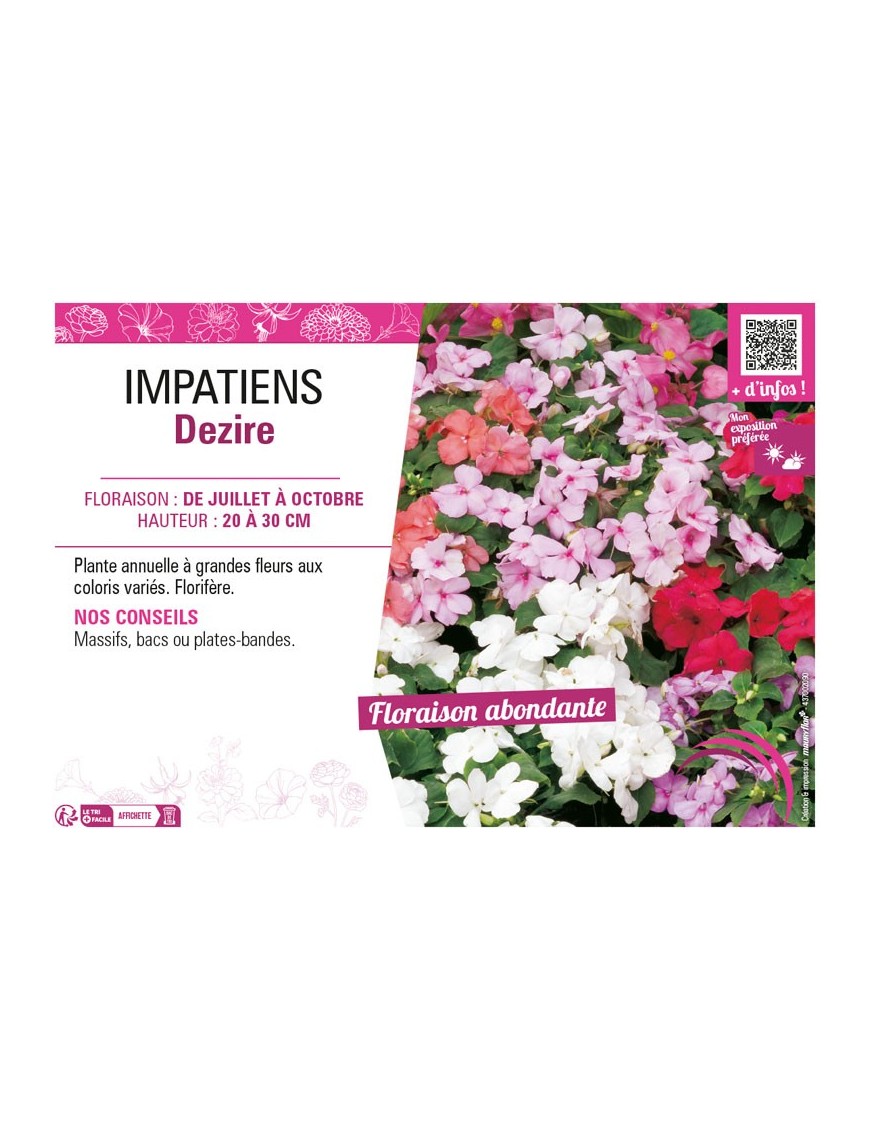 IMPATIENS DEZIRE