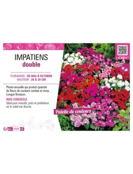 IMPATIENS DOUBLE