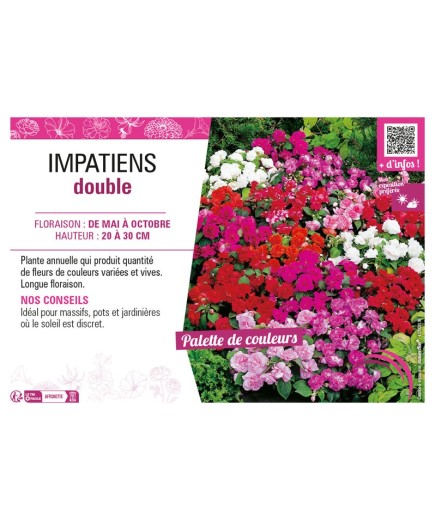 IMPATIENS DOUBLE