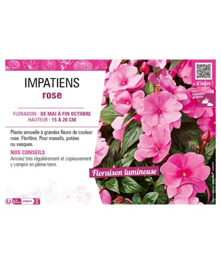 IMPATIENS ROSE