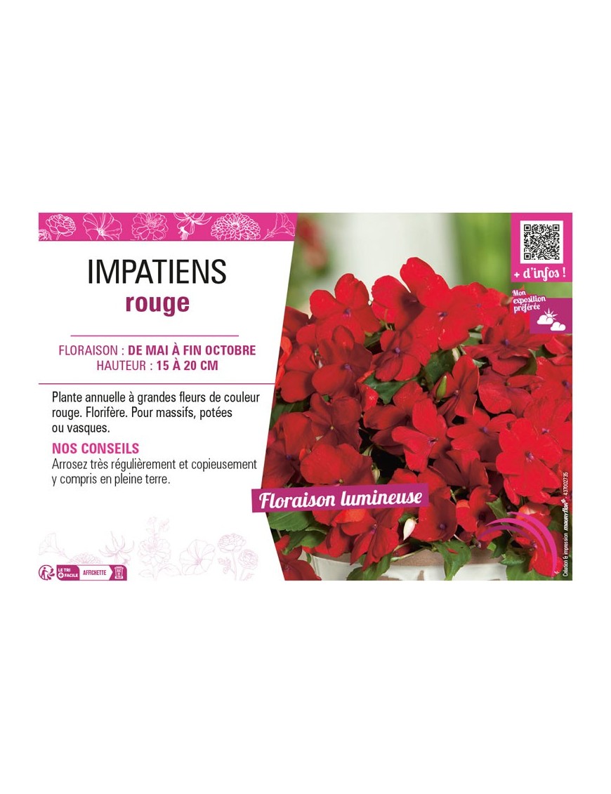 IMPATIENS ROUGE