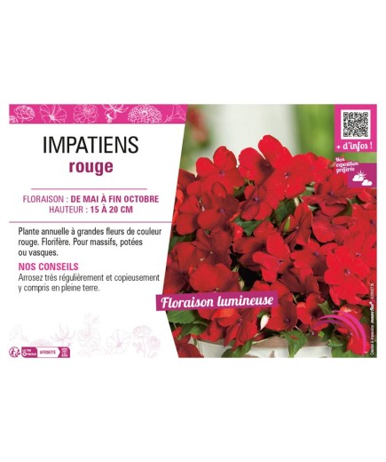 IMPATIENS ROUGE
