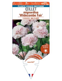 DIANTHUS plumarius Widecombe Fair voir Œillet mignardise