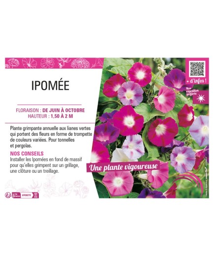 IPOMÉE