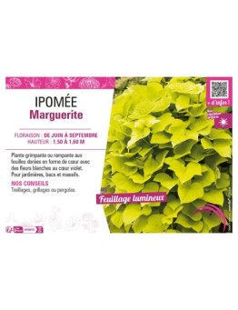 IPOMÉE MARGUERITE