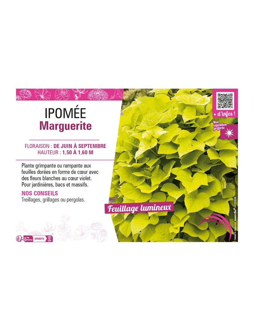 IPOMÉE MARGUERITE