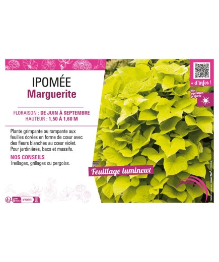 IPOMÉE MARGUERITE
