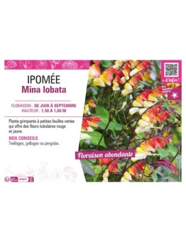 IPOMÉE MINA LOBATA