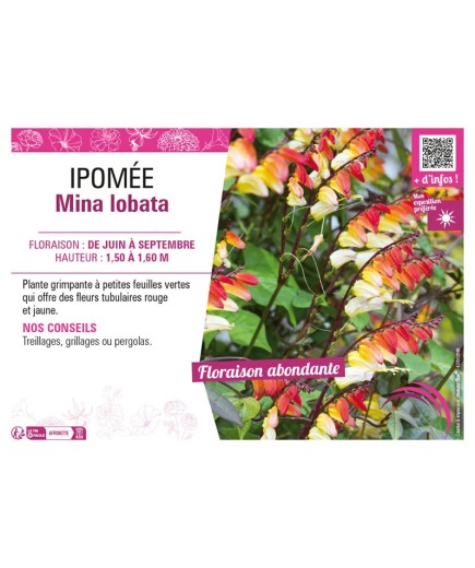 IPOMÉE MINA LOBATA