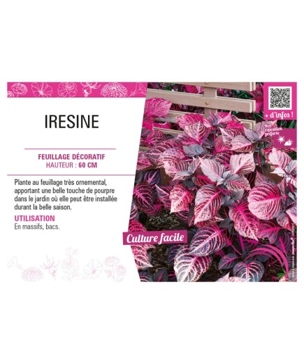 IRESINE