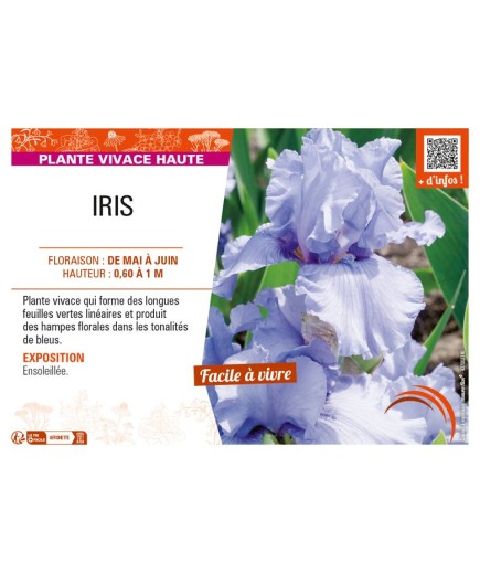 IRIS (germanica bleu clair)