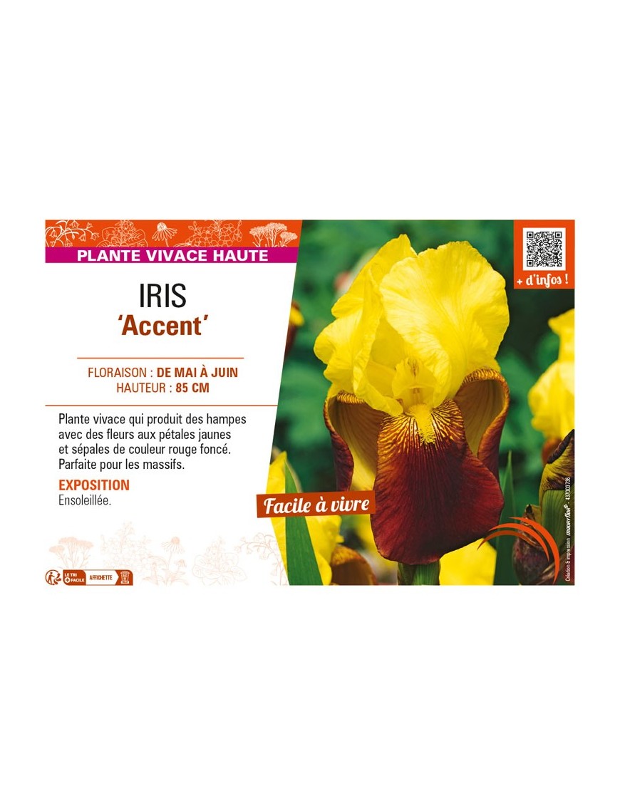 IRIS (germanica) Accent