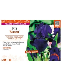 IRIS (germanica) Alcazar