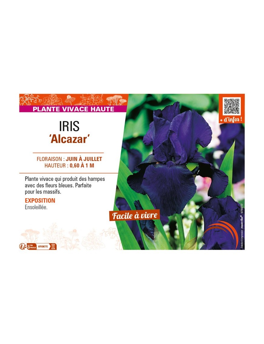 IRIS (germanica) Alcazar