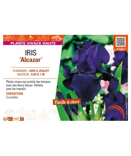 IRIS (germanica) Alcazar