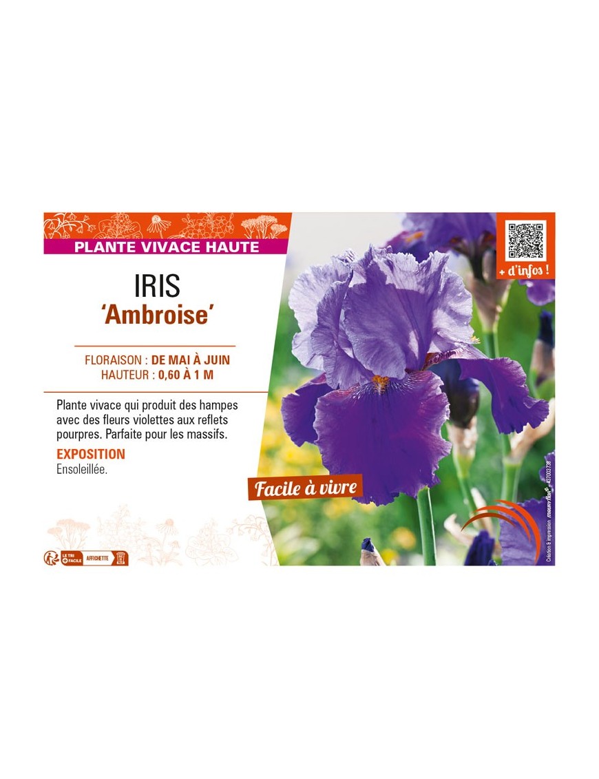 IRIS (germanica) Ambroise