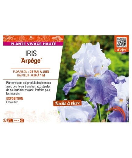 IRIS (germanica) Arpège