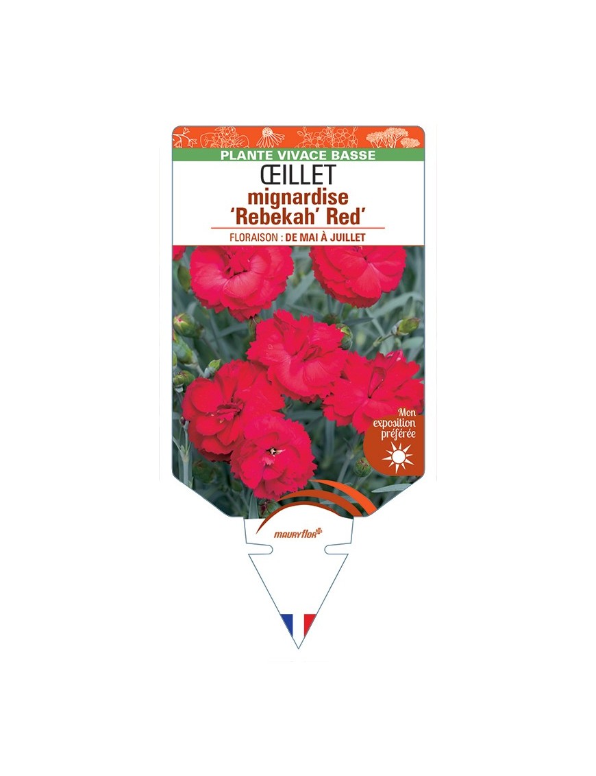 DIANTHUS x allwoodii Rebekah Red voir Œillet mignardise