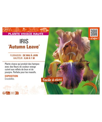 IRIS (germanica) Autumn Leave