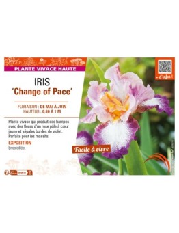 IRIS (germanica) Change of Pace