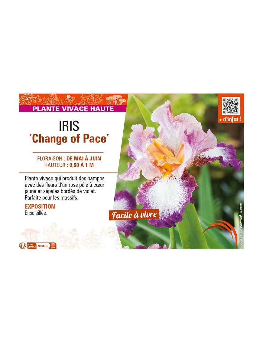 IRIS (germanica) Change of Pace