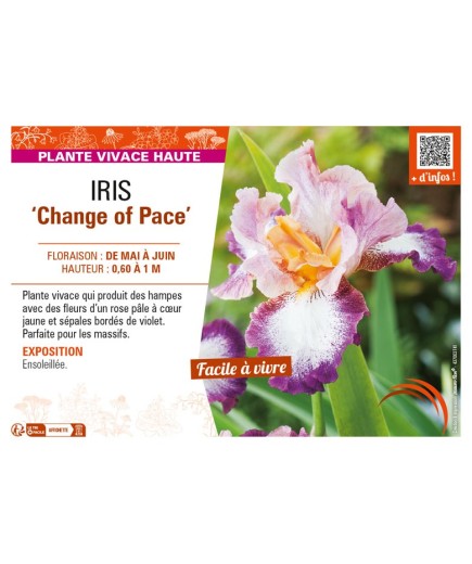 IRIS (germanica) Change of Pace