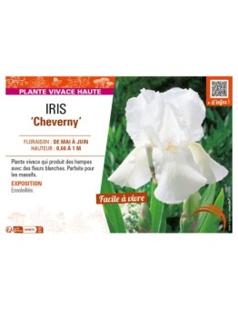 IRIS (germanica) Cheverny