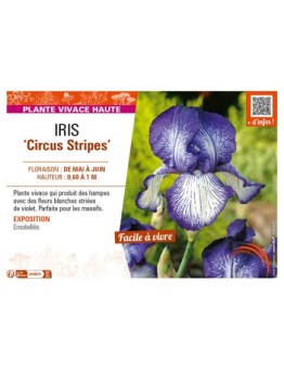 IRIS (germanica) Circus Stripes