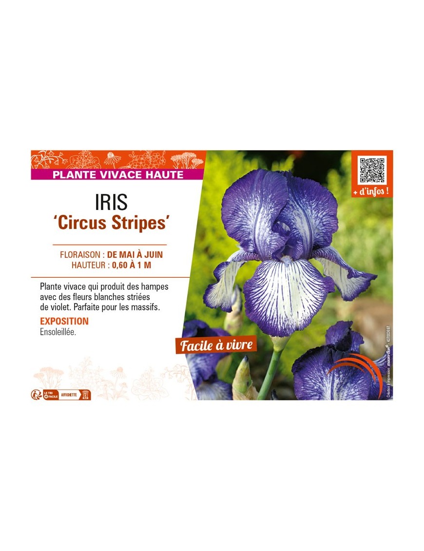 IRIS (germanica) Circus Stripes