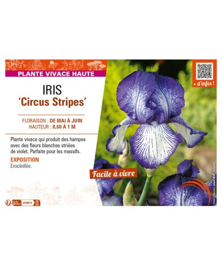 IRIS (germanica) Circus Stripes