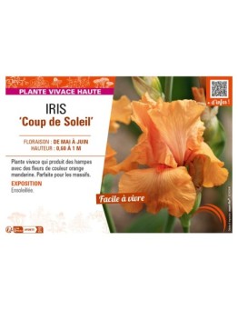 IRIS (germanica) Coup de Soleil