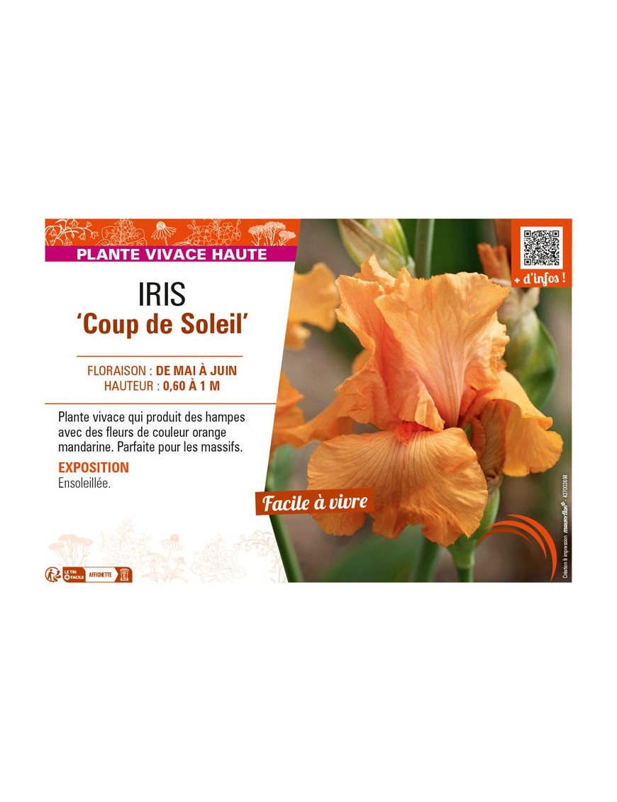 IRIS (germanica) Coup de Soleil