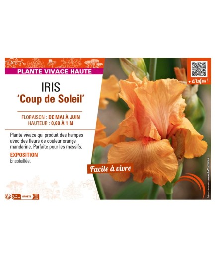 IRIS (germanica) Coup de Soleil