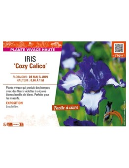 IRIS (germanica) Cozy Calico