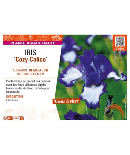 IRIS (germanica) Cozy Calico