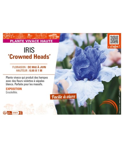 IRIS (germanica) Crowned Heads