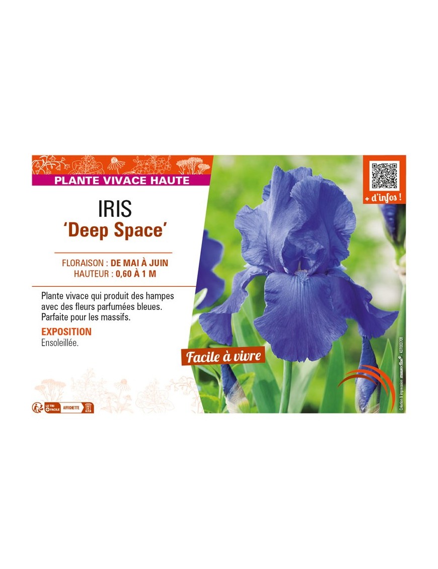 IRIS (germanica) Deep Space