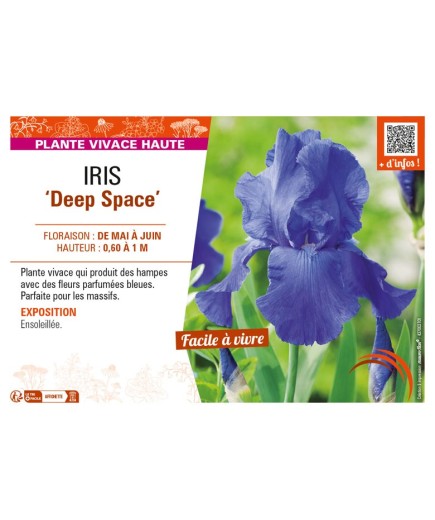 IRIS (germanica) Deep Space