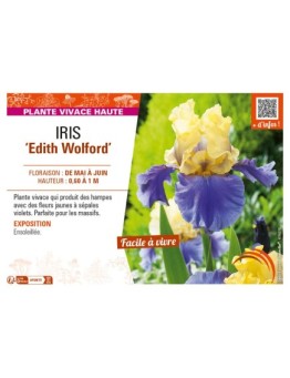 IRIS (germanica) Edith Wolford