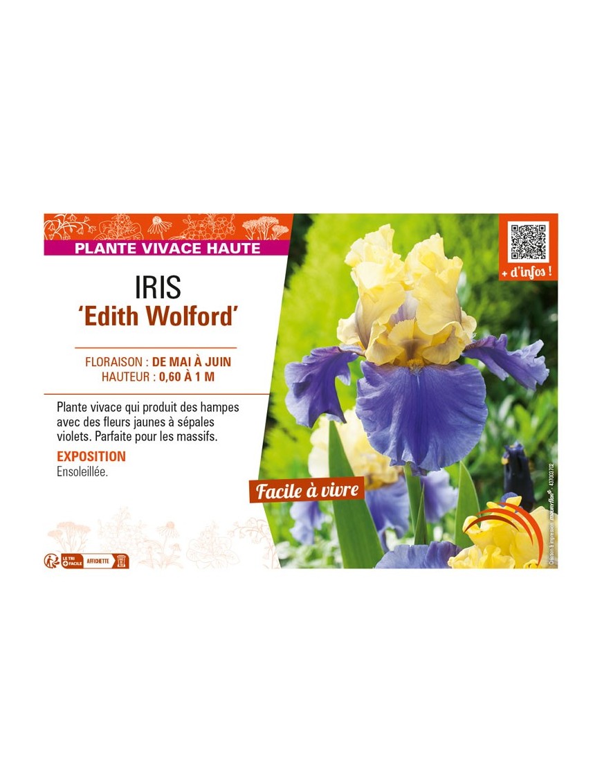 IRIS (germanica) Edith Wolford