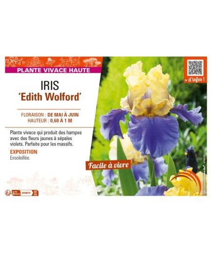 IRIS (germanica) Edith Wolford