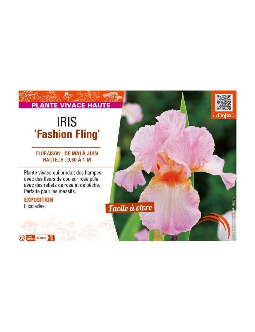IRIS (germanica) Fashion Fling