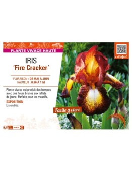 IRIS (germanica) Fire Cracker