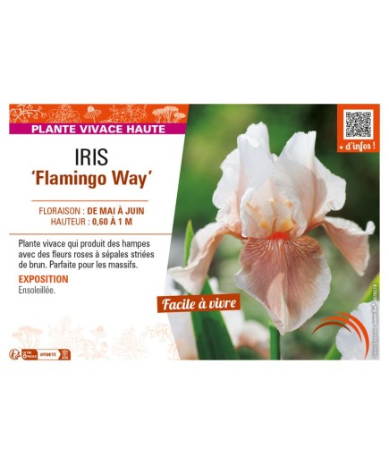 IRIS (germanica) Flamingo Way
